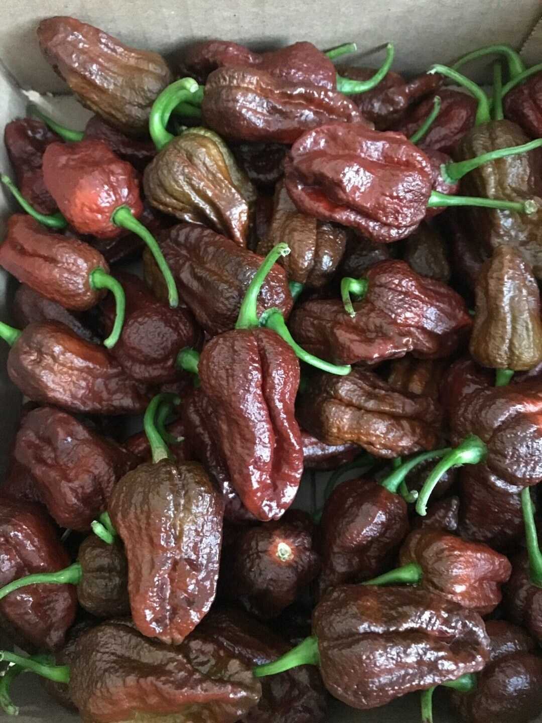 Lot of 3 Chocolate Naga Viper 75 Day Old Super Hot Pepper Etsy
