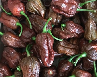 Lot Of 3 Chocolate Naga Viper 75 Day+ Old Super Hot Pepper Live Plants ship no pot