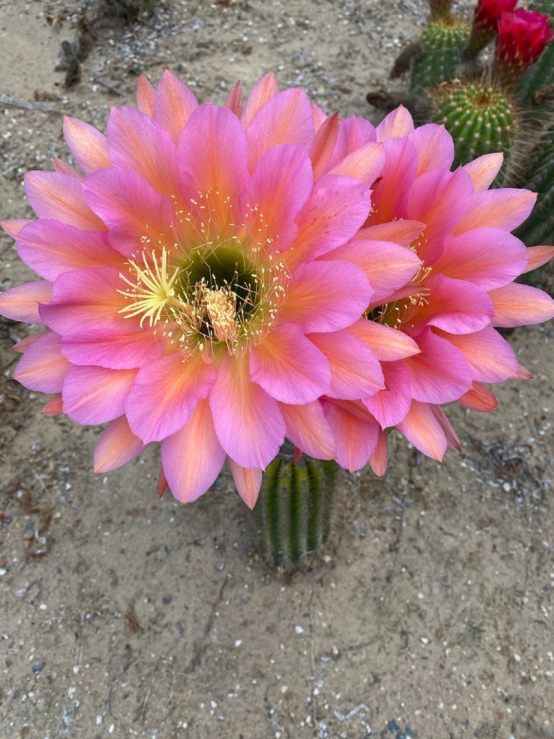 Echinopsis Hybrid flying Saucer 12 Tall Shown in Etsy