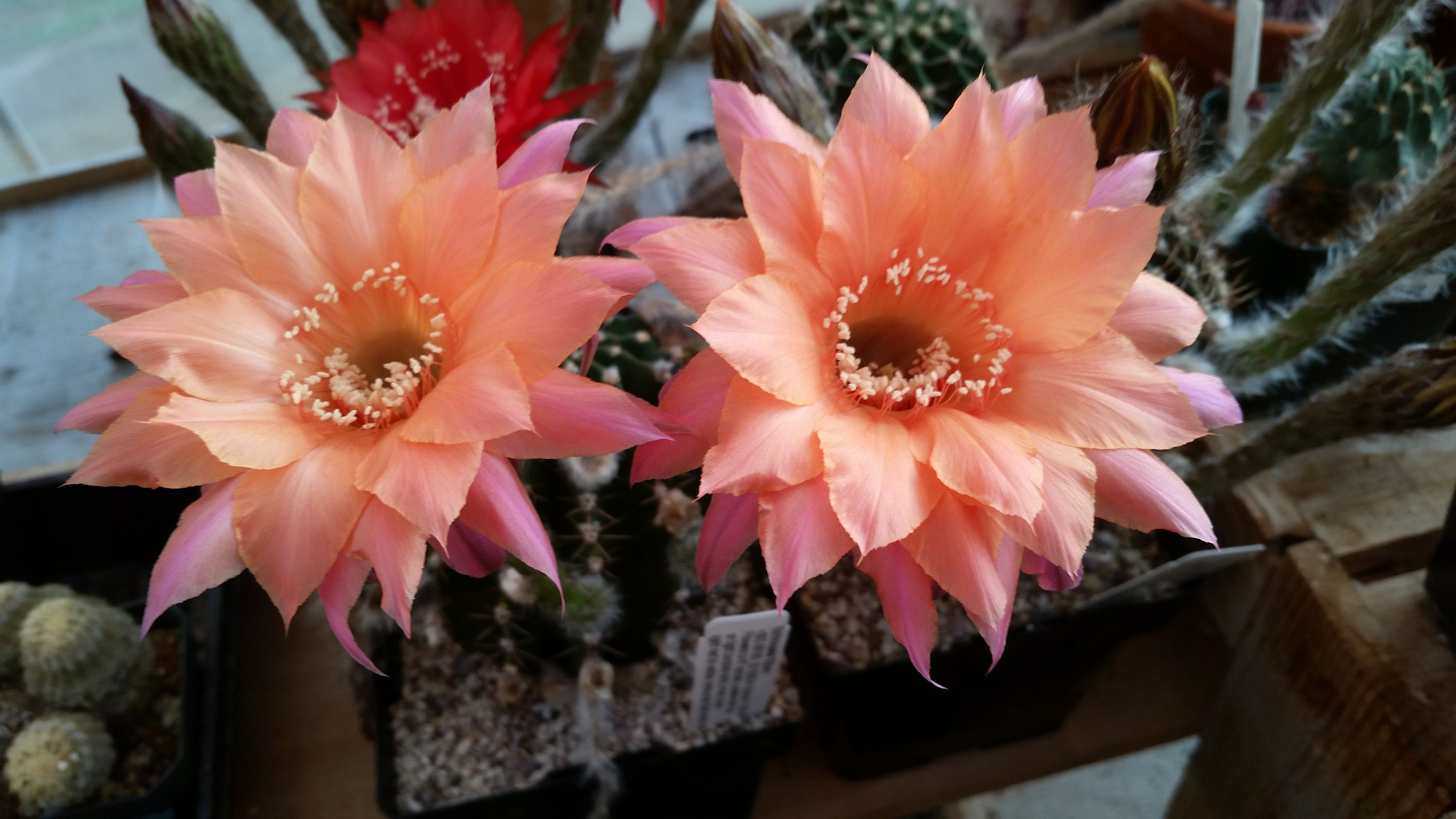 Echinopsis Schick hybrid, Djinni, shown in a 3.5" pot