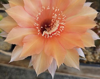 Echinopsis Hermosa hybrid "#121" showing flower buds, shown 5.25" pot