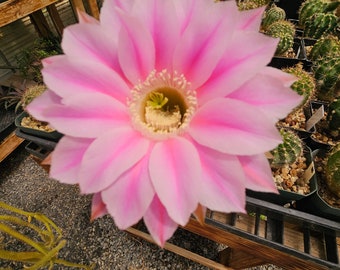 Echinopsis hybrid #622 seed grown, shown in 3.5" pot, flowered 2024 and 2023