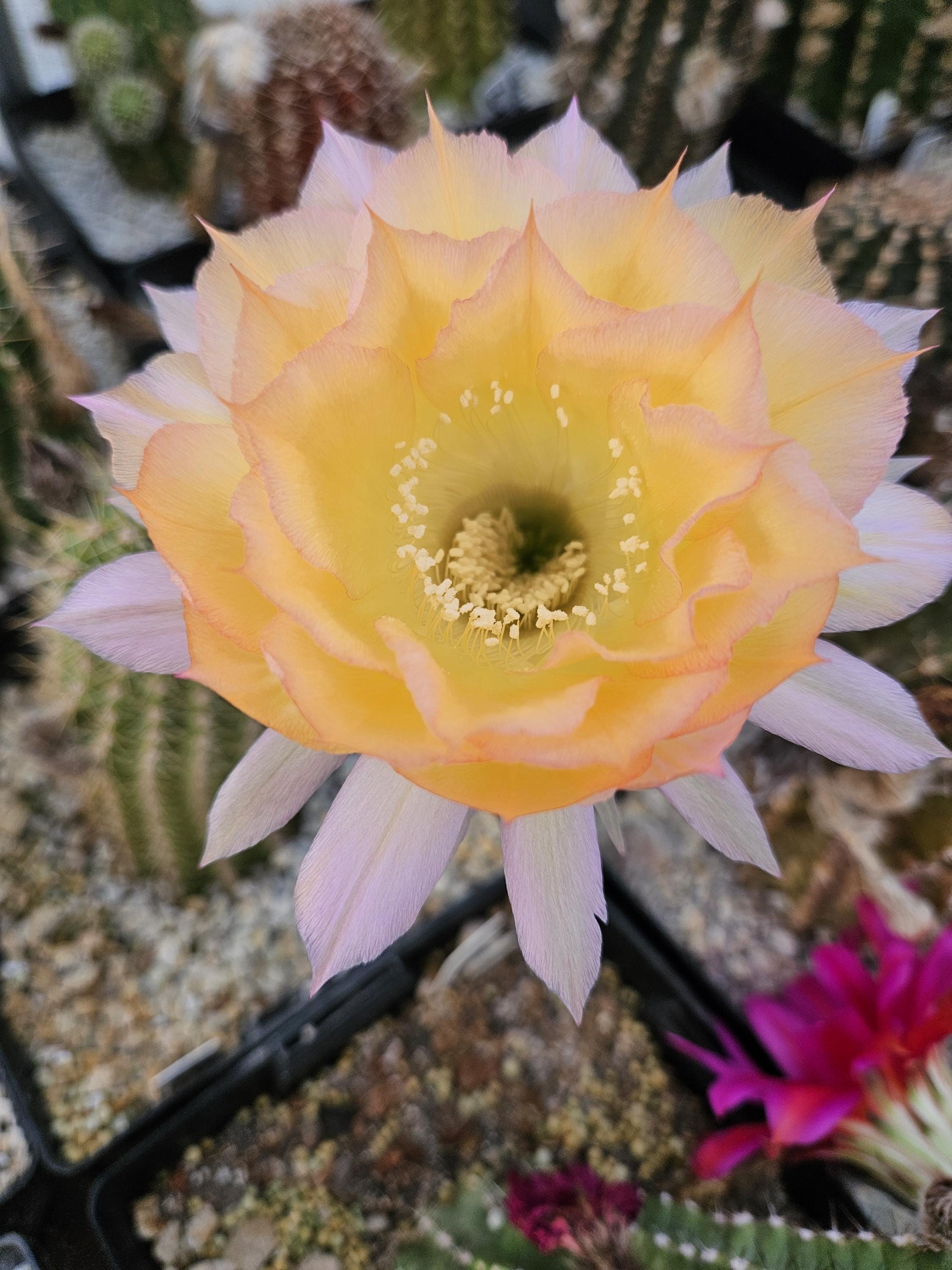 Echinopsis Schick hybrid, Arabesque, showing buds, shown in a 3.5" pot.