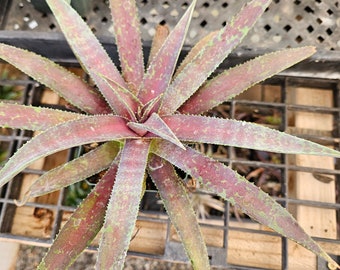 Mangave "Blazing Saddles" ≈ 10 inches diameter leaf tip to leaf tip