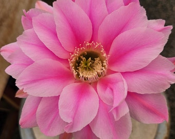 Echinopsis hybrid #622 seed grown, shown in 3.5" pot, flowered 2023