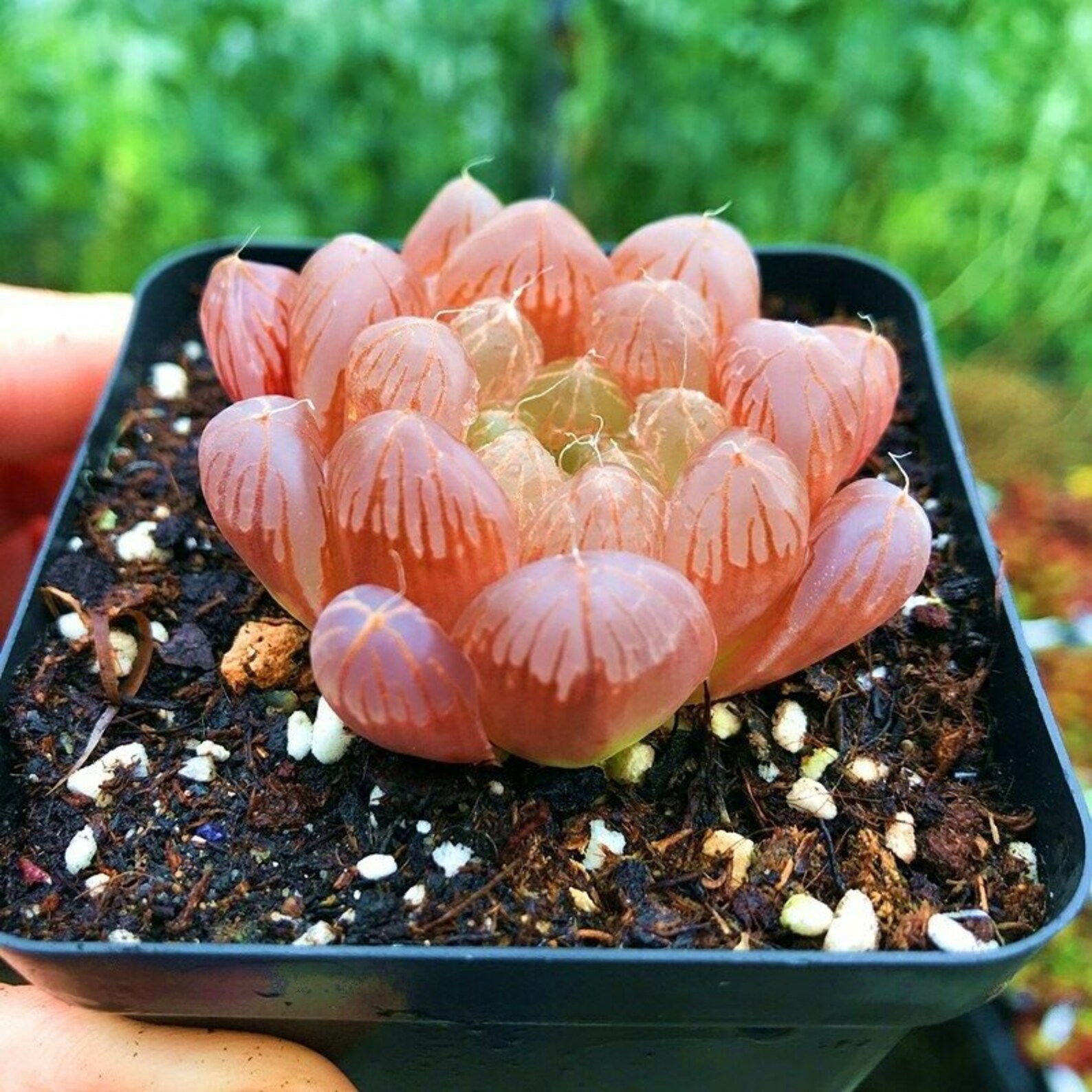 Red Obtusa Haworthia Cooperi Baker Rare Succulent Plant Etsy