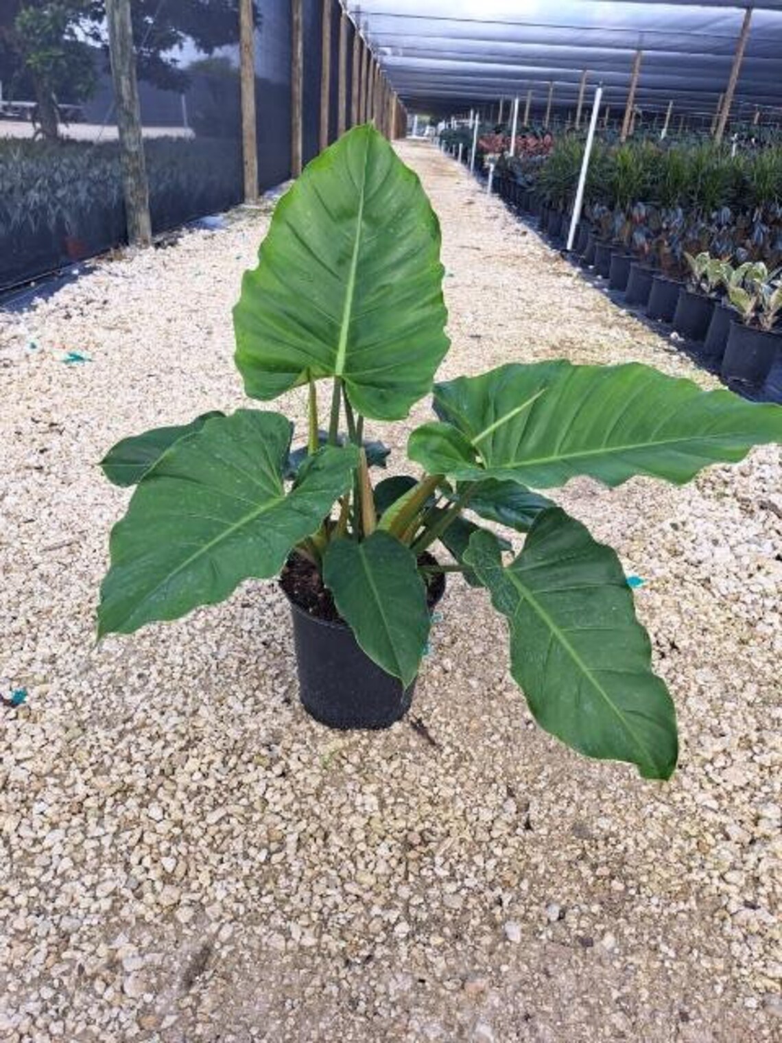 Philodendron Jungle Fever 10 Inch Grower Pot Etsy