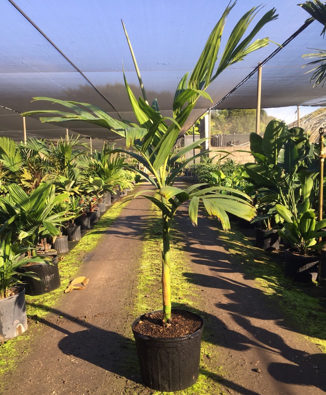 Areca Guppyana 7 Gallon Grower Pot 56 Ft Tall Etsy