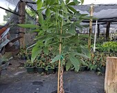 10 Pachira Money Tree 4 Feet Tall