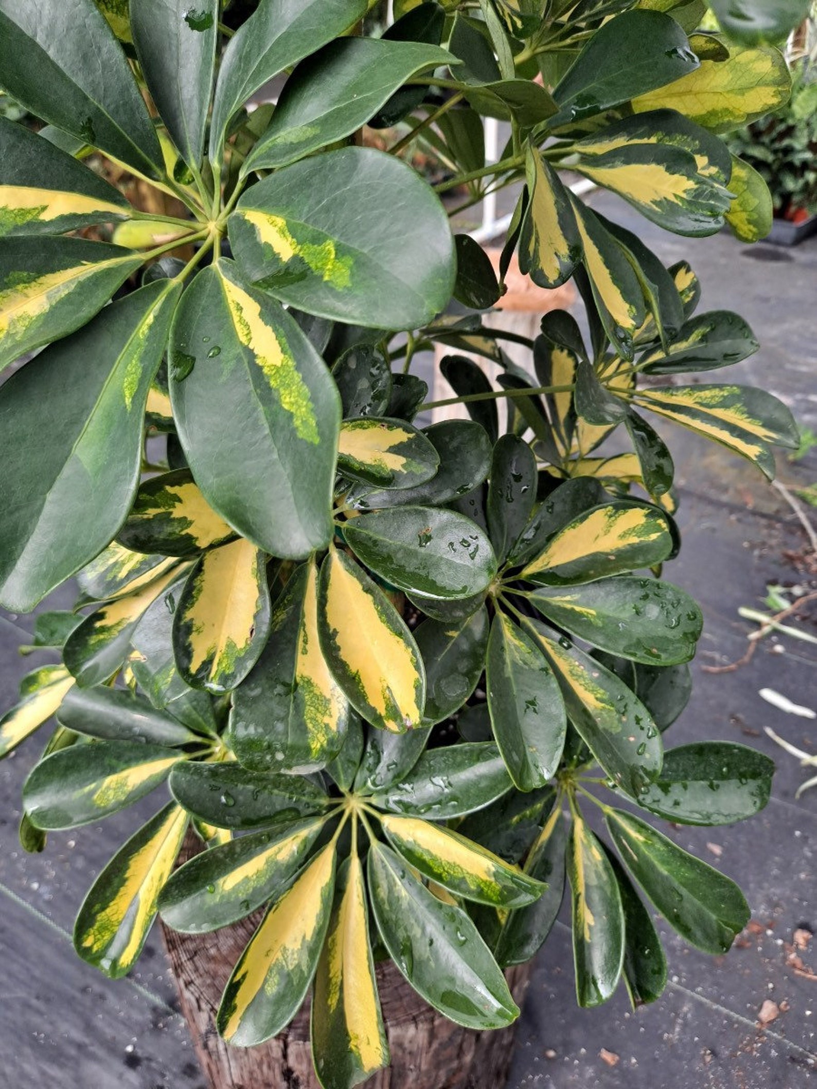 42 Schefflera Gold Capella Dwarf Umbrella Tree Etsy