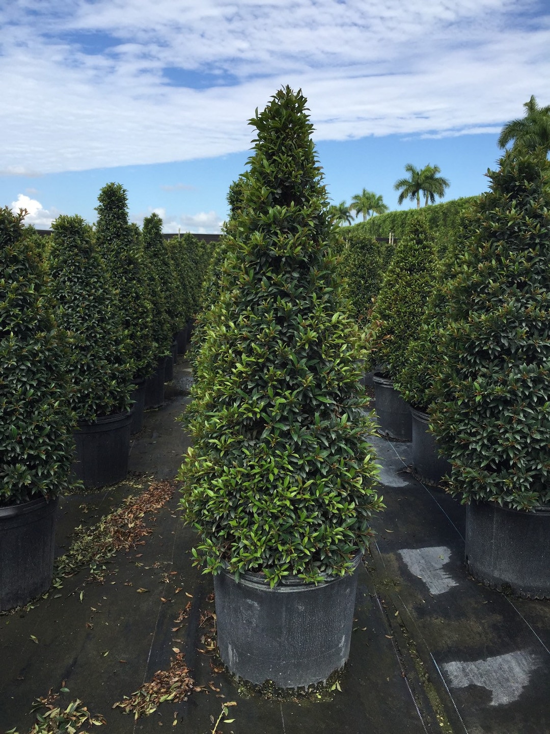 Eugenia Cone Topiary 7 Gallon Grower Pot 4 Ft Tall - Etsy