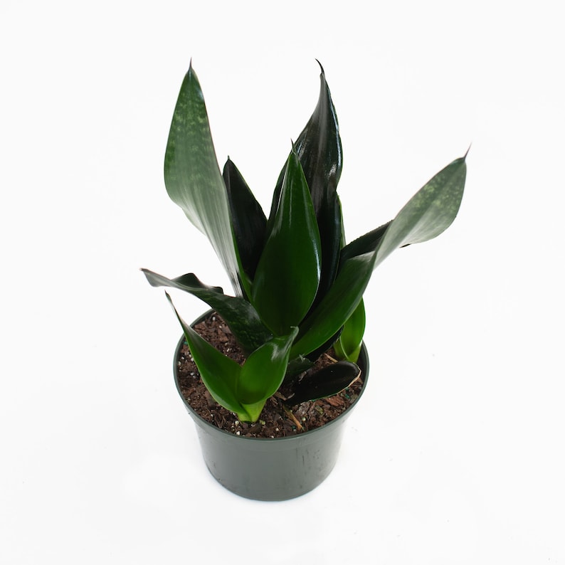 6 Sansevieria black Dragon Snake Plant Etsy
