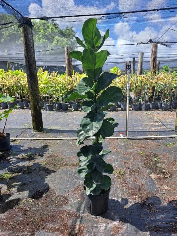 Manía Nos vemos objetivo Buy 5 Ft Tall Ficus Lyrata Bambino Fiddle Leaf Fig Plant Online in India -  Etsy