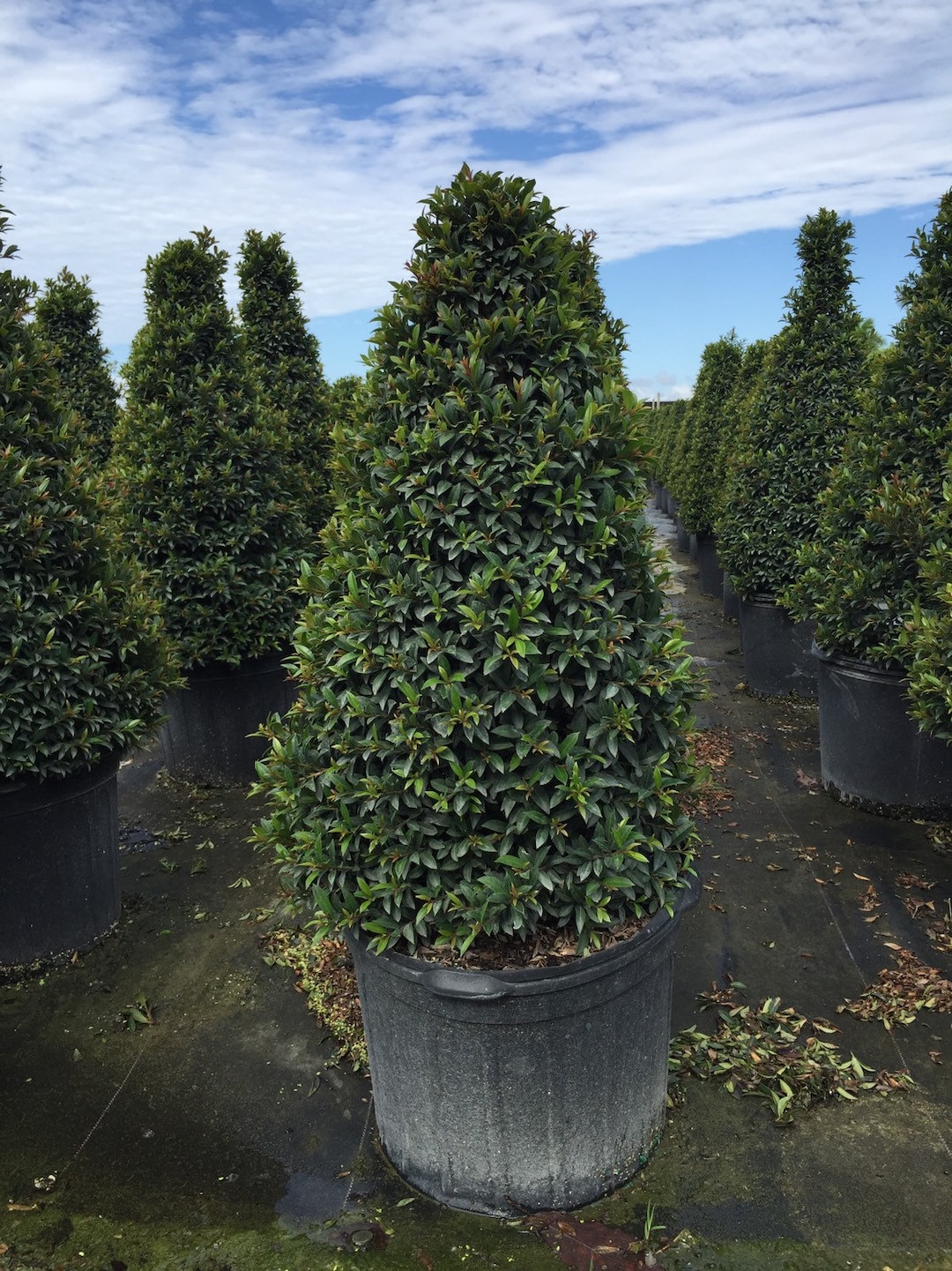 Eugenia Cone Topiary 7 Gallon Grower Pot 3 Ft Tall - Etsy