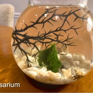 Custom Snail Ecosystem with Faux Marimo Moss