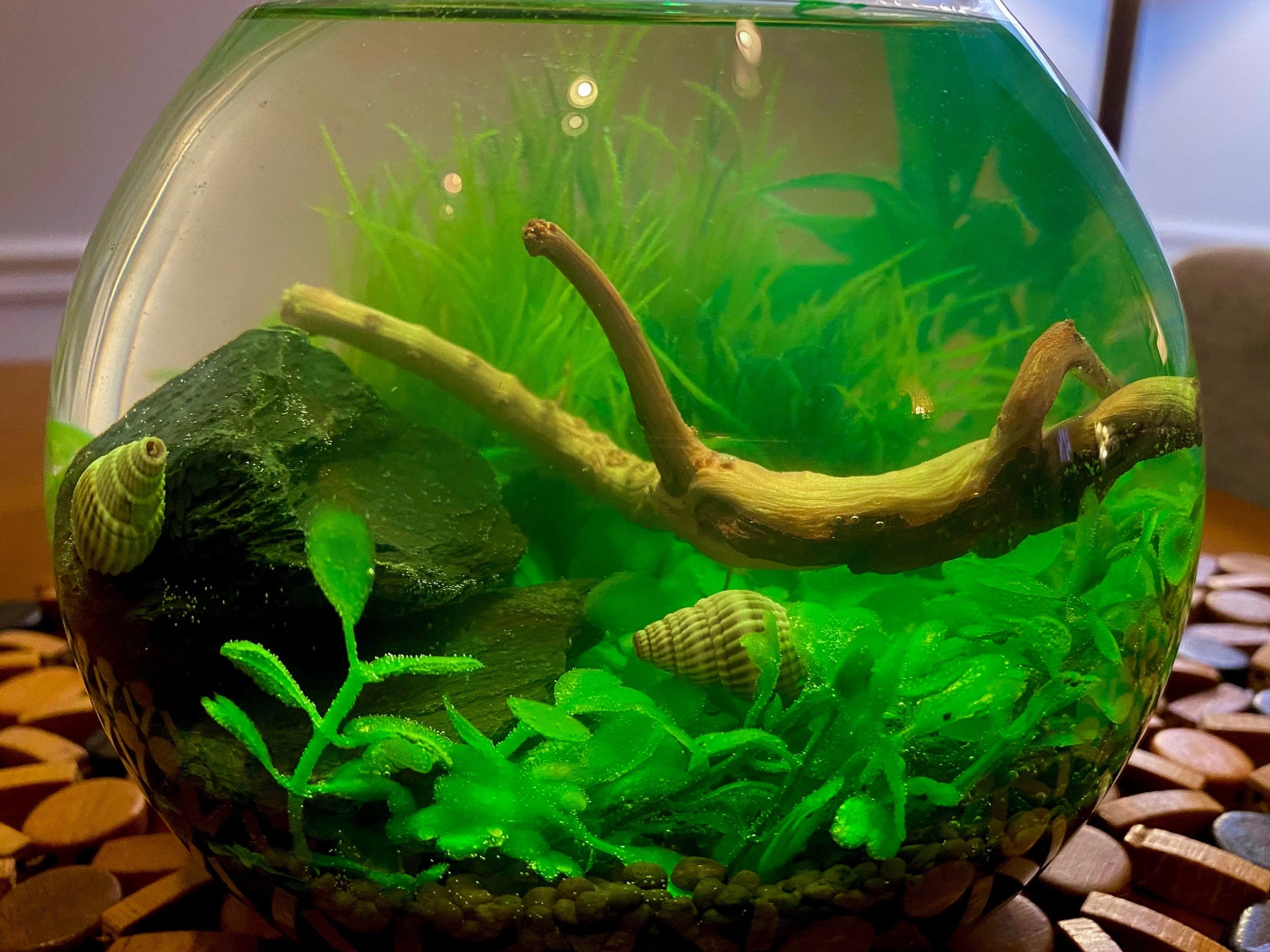NO FILTER Ecosphere Bowl for Nano Fish, Shrimp & Snails 