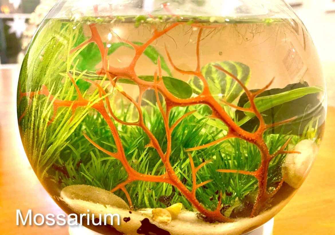 Custom Planted Snail Ecosphere With Nerite Snails Etsy