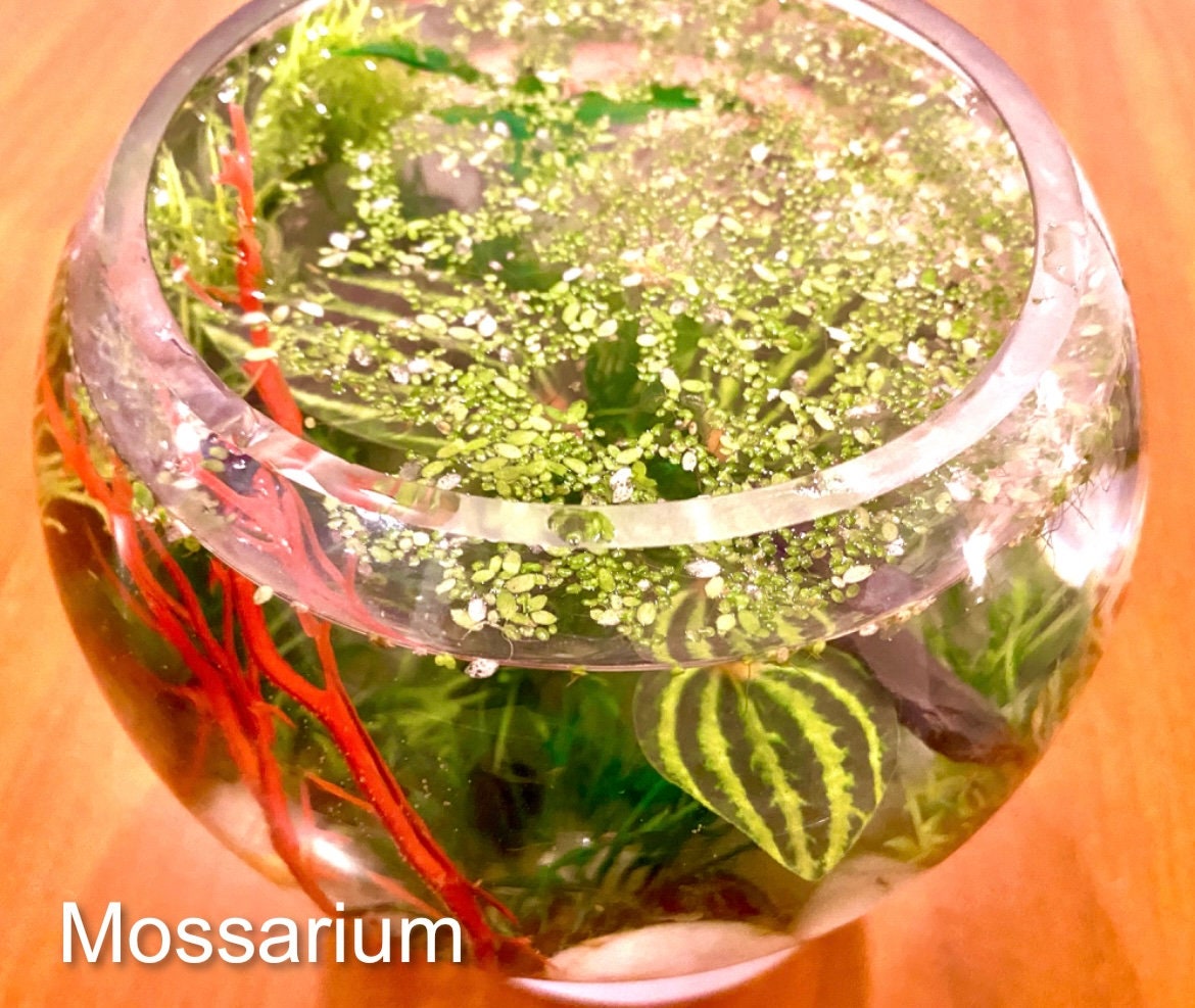 Custom Planted Snail Ecosphere With Nerite Snails Etsy