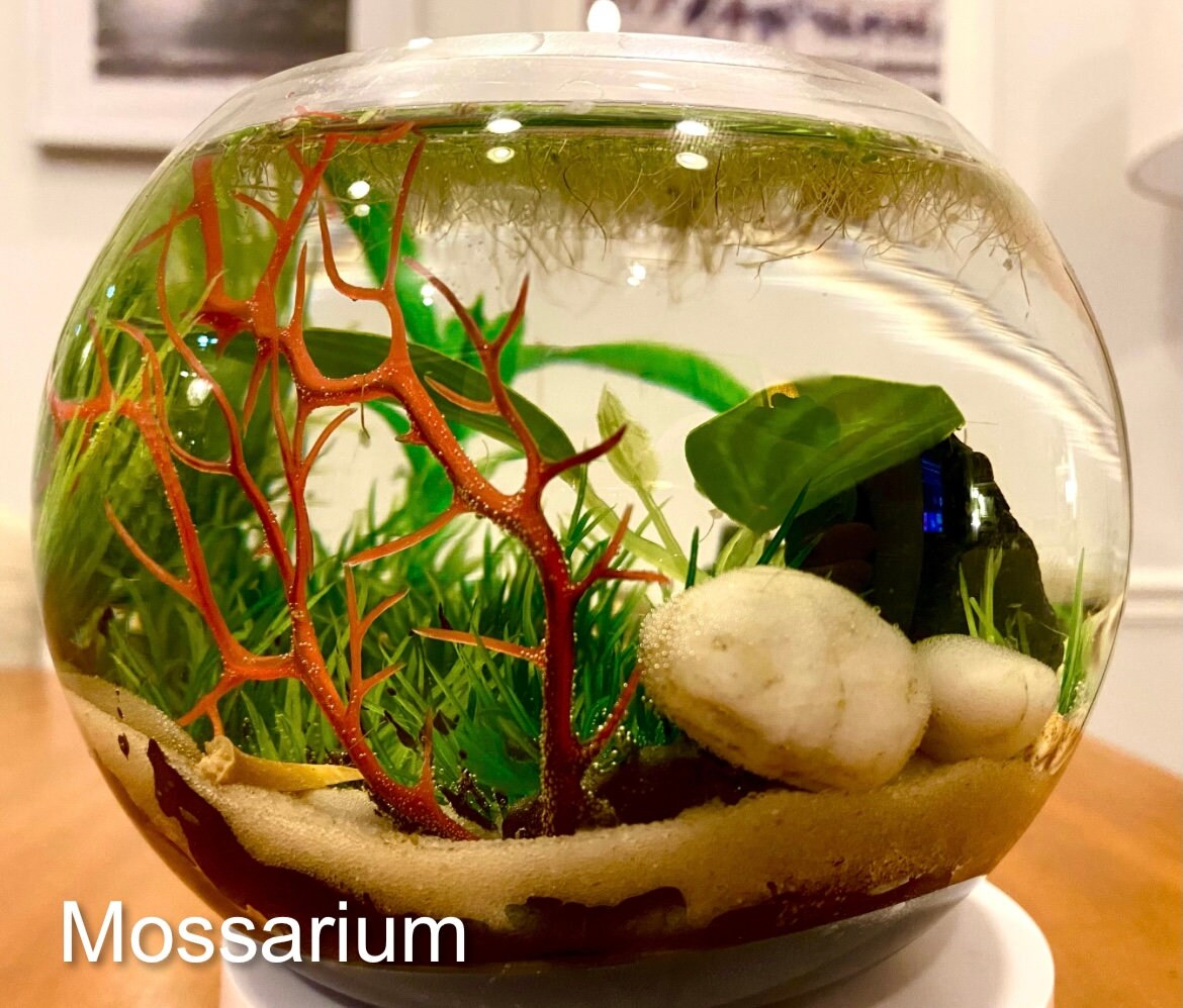 Custom Planted Snail Ecosphere With Nerite Snails Etsy