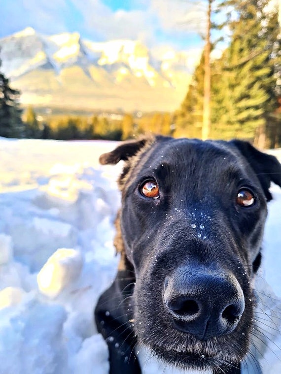 nosework kit for dogs