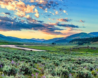 Lamar River Yellowstone | Wyoming, United States | American Photography | Digital Art | Wall Art | travel, summer, west | Open Landscape