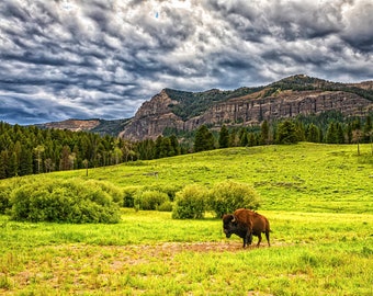 Bison in Yellowstone | Wall Decor | Digital Art | Western America Photography | Southwest Desert Landscape