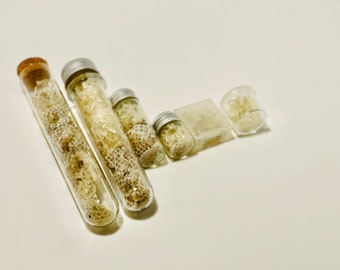 May include: A collection of six glass vials with cork and metal lids, filled with dried, white, honeycomb-like material. The vials are arranged in a descending size order, with the largest vial on the left and the smallest on the right.