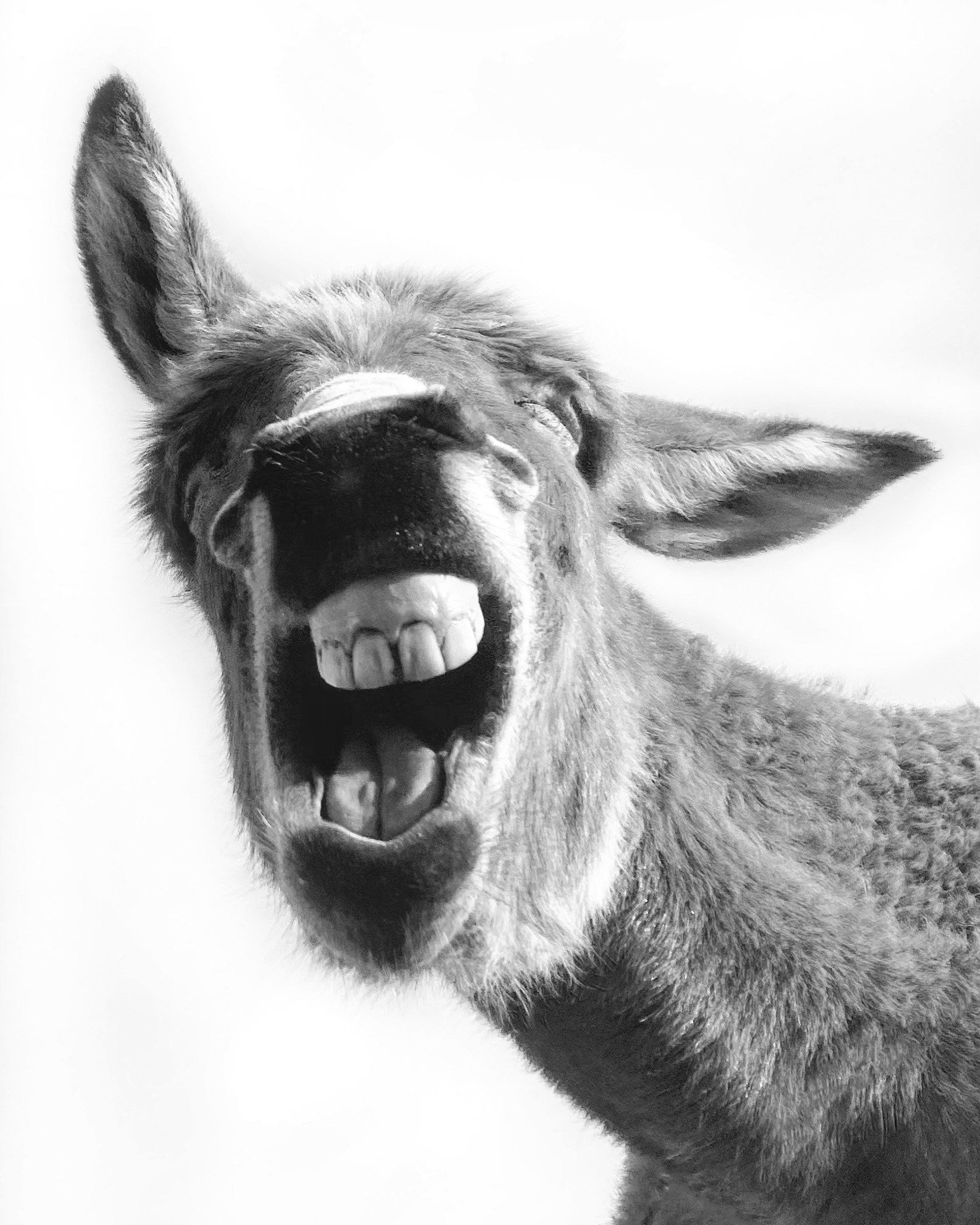 Black & White Donkey Farmhouse Fine Art Print or Canvas Etsy