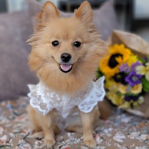 Spring Summer Floral Lace Breathable Sun-Proof White Dress for Dog and Cat / Dog dress / Cat dress image 3