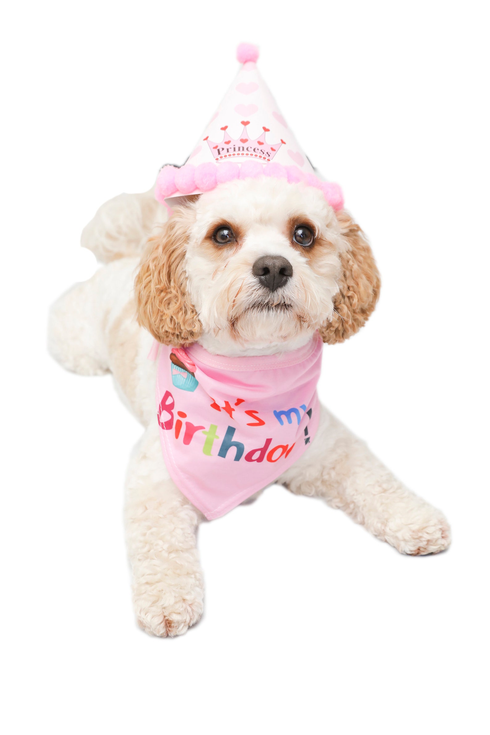 Dog Birthday Bandana and Party Hat in Pink Dog Birthday Etsy