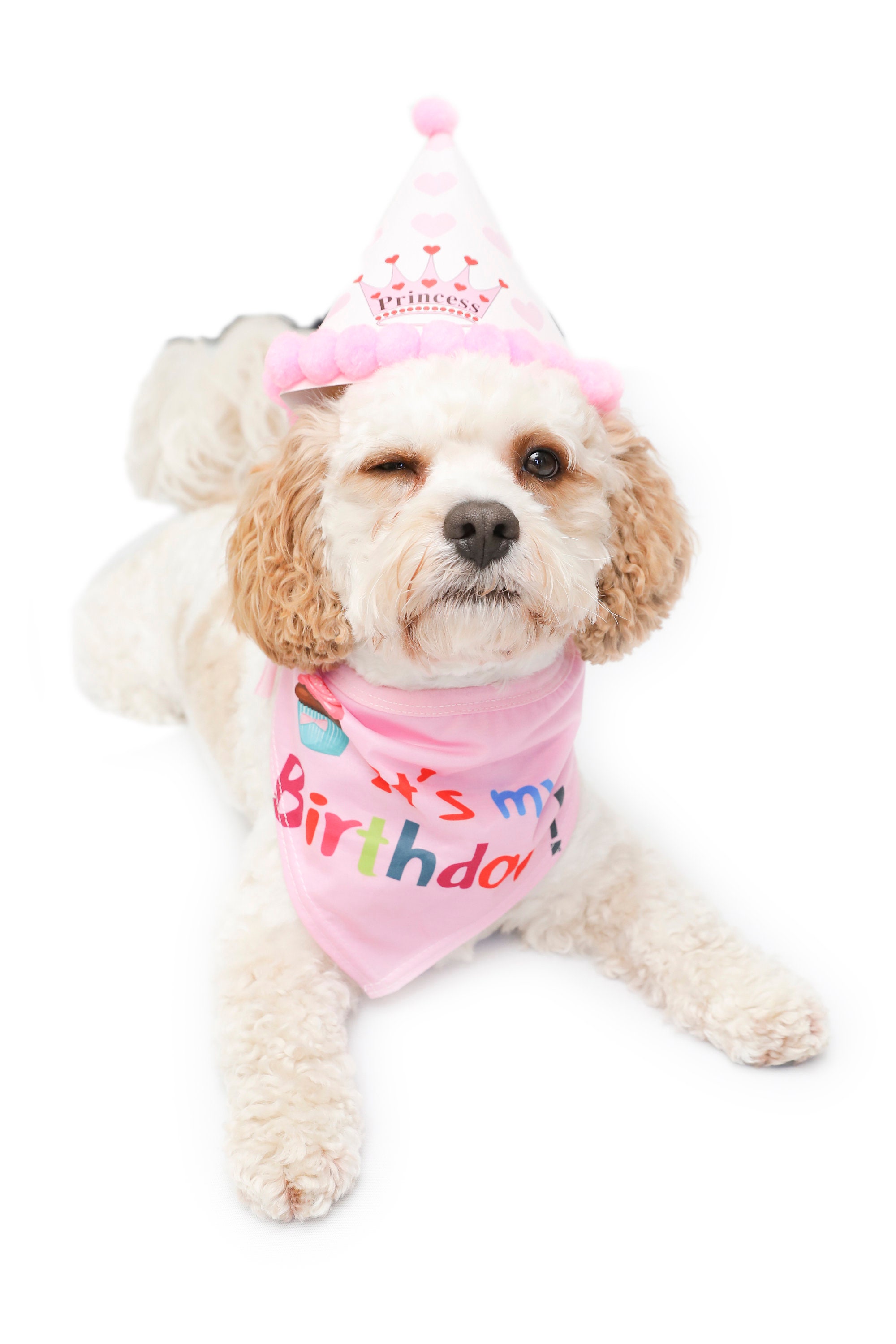 Dog Birthday Bandana and Party Hat in Pink Dog Birthday Etsy