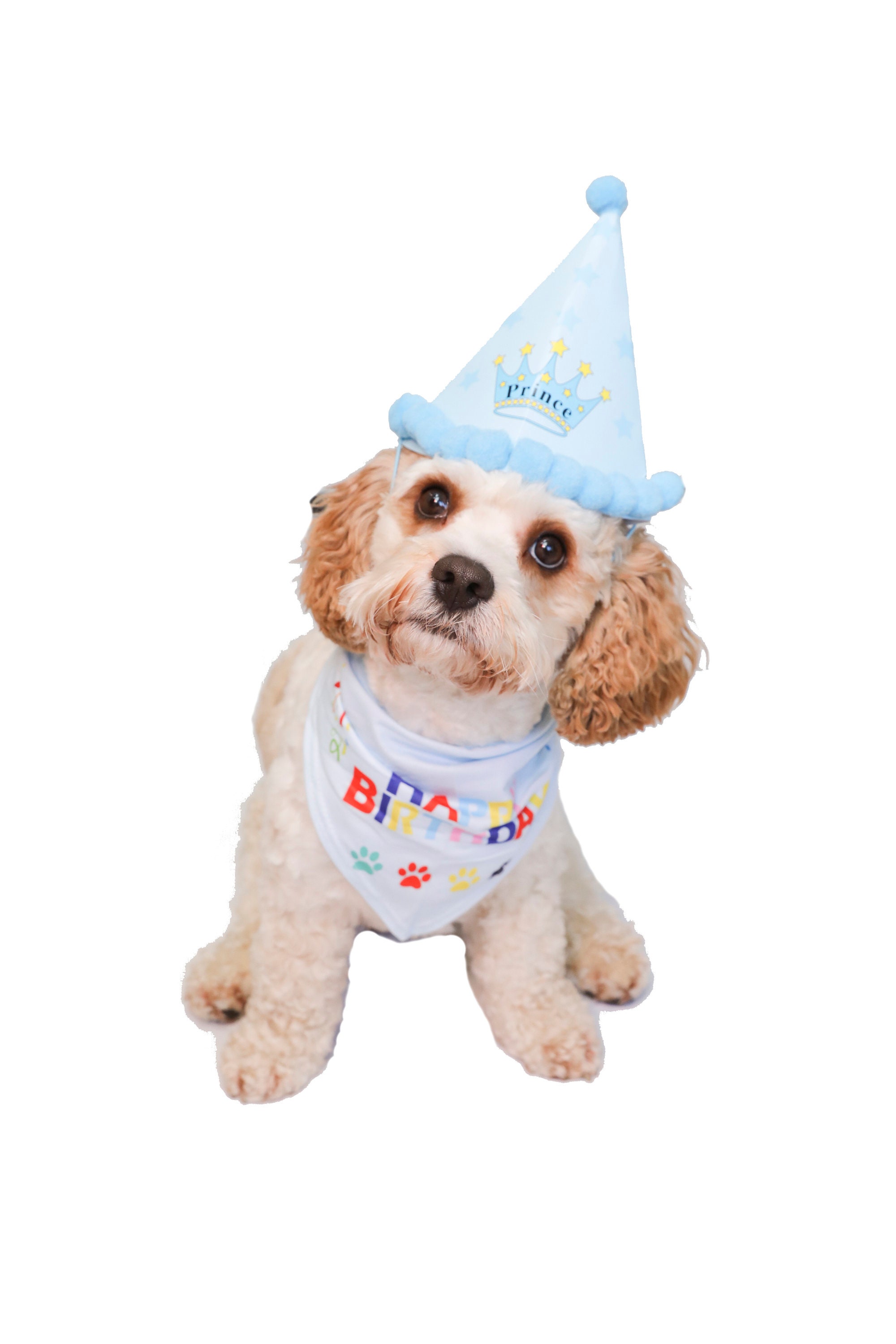 Dog Birthday Bandana and Party Hat in Blue Dog Birthday Etsy