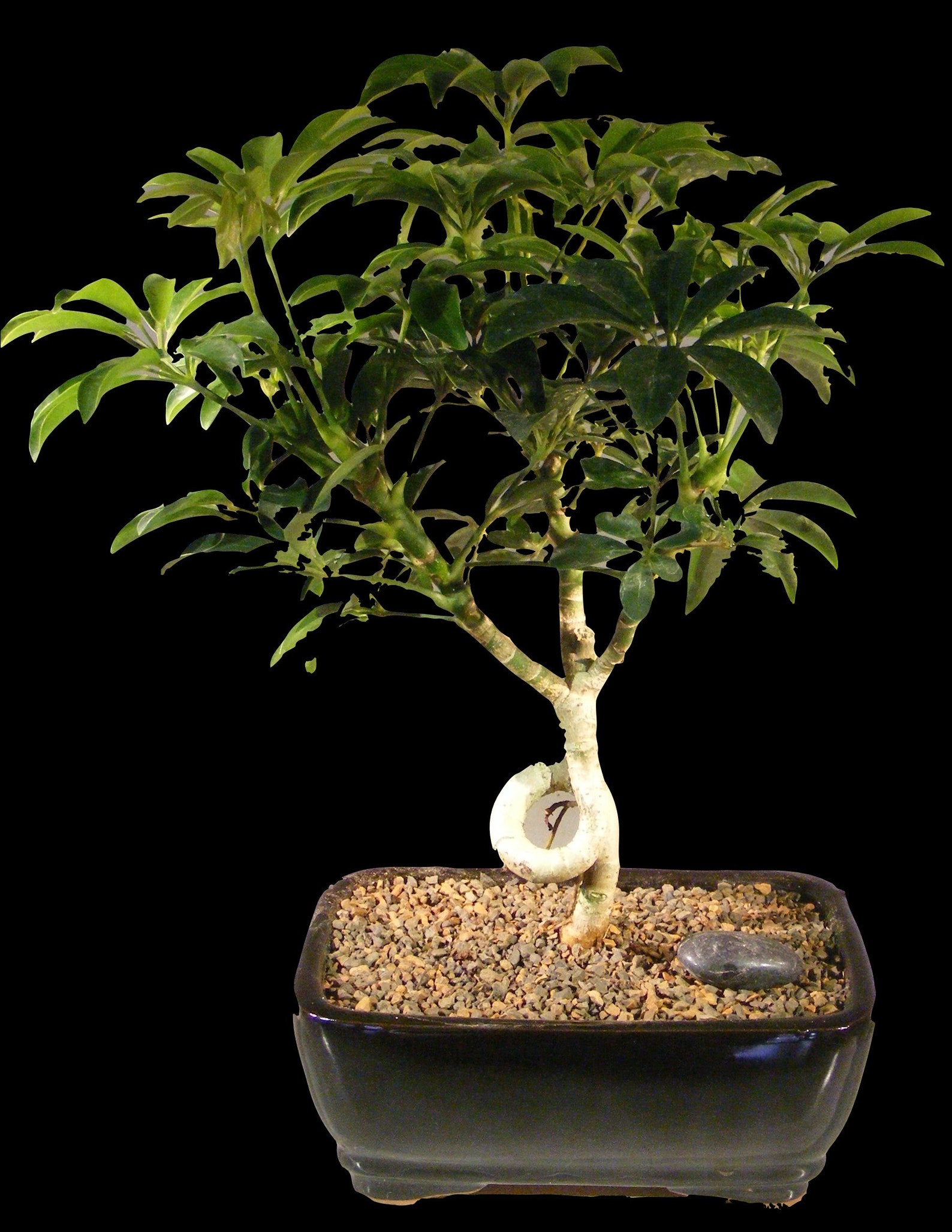 Hawaiian Umbrella Indoor Bonsai Tree Coiled Trunk Style 8 y. Etsy
