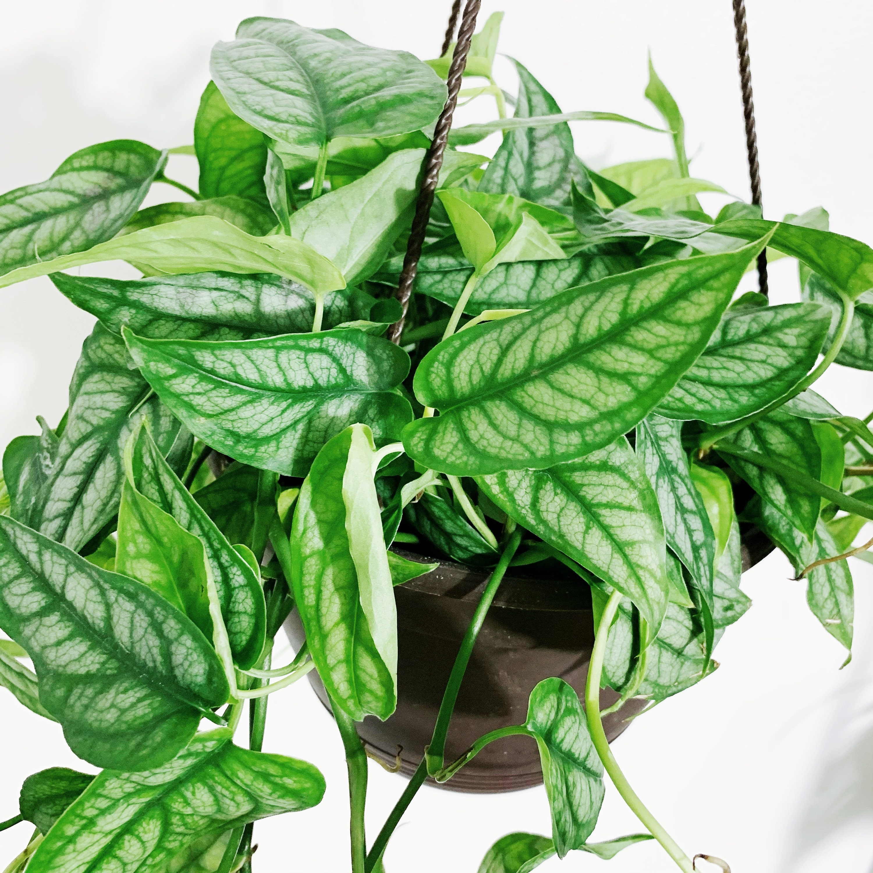 US Seller Monstera Siltepecana