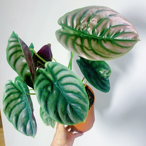 Alocasia Cuprea Red Secret S XL Size - Etsy