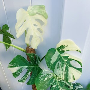 Special Deal: Monstera Albo Borsigiana White Tiger Deliciosa - Etsy