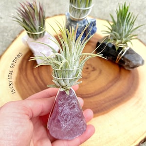 May include: Three air plants are displayed on different crystal bases. The air plants are in wire holders. The crystals are amethyst, lapis lazuli, and black obsidian. The text "15 CRYSTAL OPTIONS" is visible in the image.