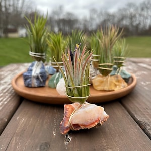 Air Plant Holder for Desk | Airplant Holder Gift, Cute Plant Display for Wedding, Crystal Planter, Office Decor Indie, Gift for Plant Lover