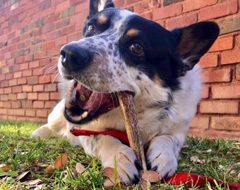 1 LB Small/Medium Antler Dog Chews-Whole Elk and Deer Antlers By the Pound -FREE SHIPPING!