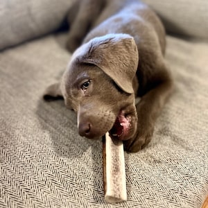 May include: A young, gray Labrador puppy chews on a bone. The puppy is lying on a gray, patterned surface. The bone is light brown with a white center. The puppy's mouth is open, revealing its pink tongue.