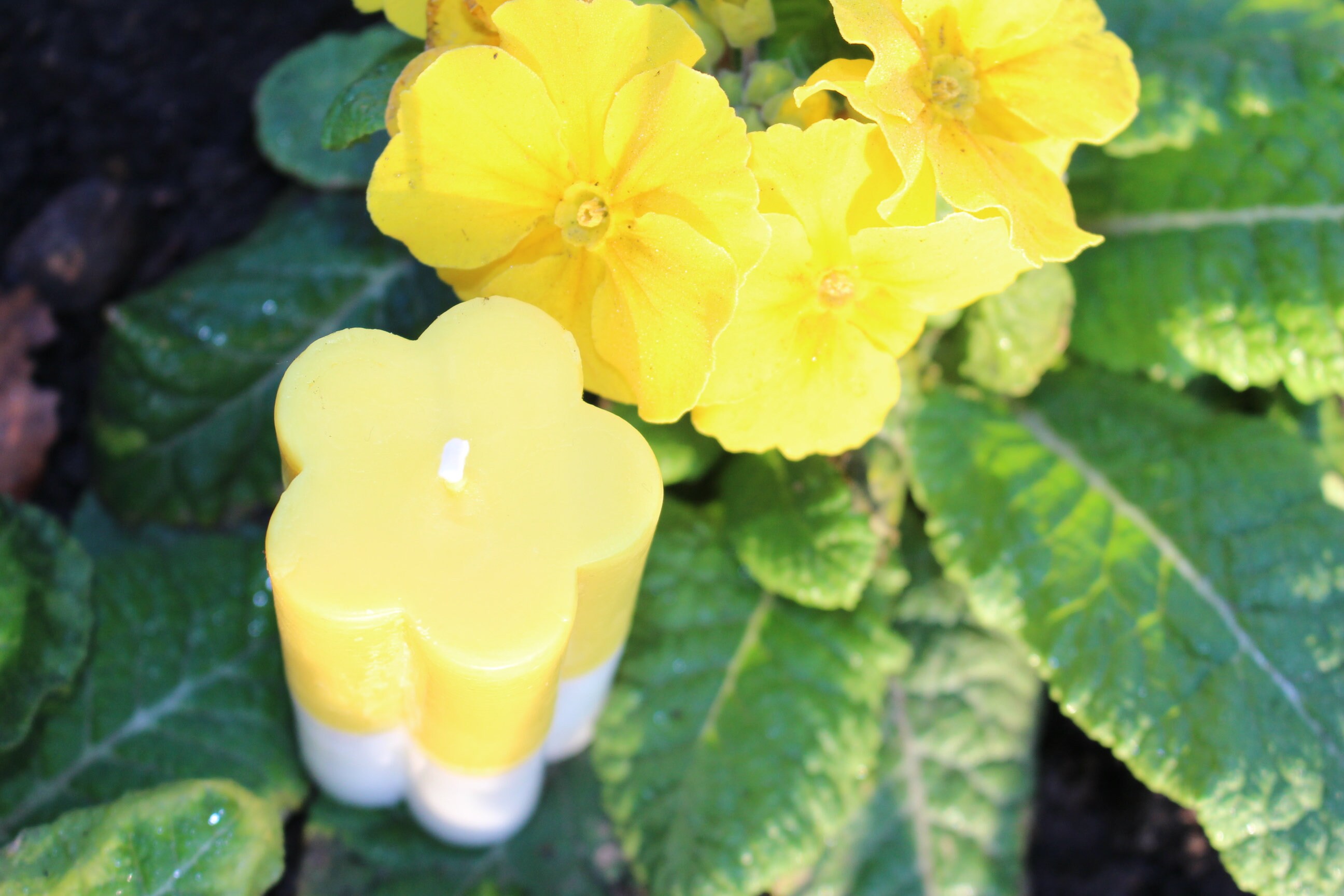 Flower Pillar Candle Flower Shape Candle Daisy Flower Etsy