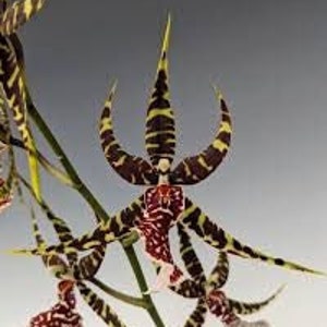 Arthurara Sea Snake 'Unforgettable' Orchid Seedling (2"Pot)