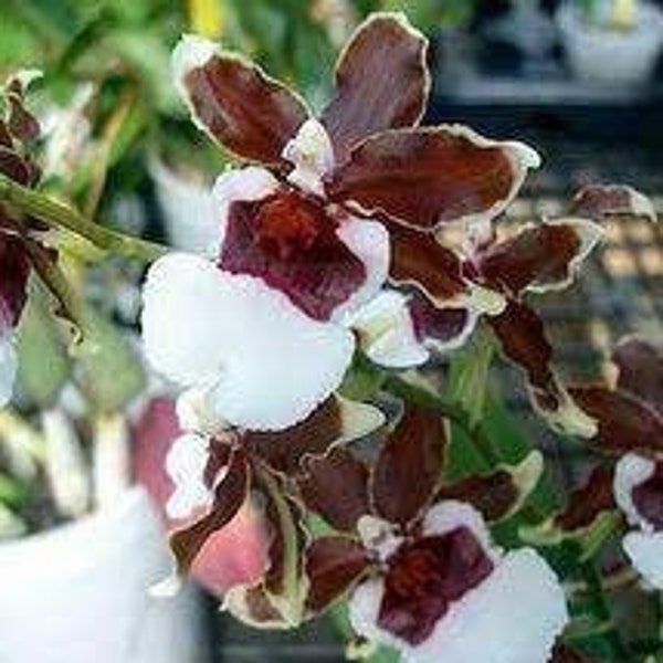 Oncidioda Pacific Pagan 'Kilauea' Orchid Seedling (2" pot)
