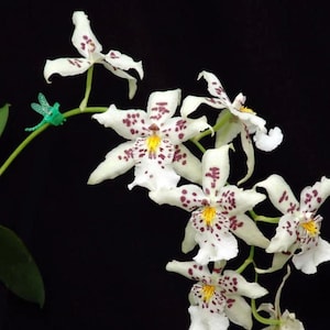 Beallara Pacific Pastel 'Mauna Loa' Orchid Seedling (2" pot)
