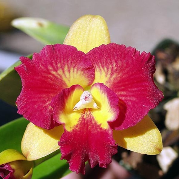 Potinara Burana Fire 'Momilani' Live Orchid (2.5" Pot)