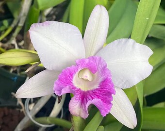 LC Aiea Lorraine 'Paradise' Live Orchid (2.5" Pot)