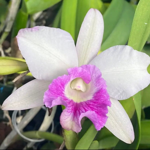 LC Aiea Lorraine 'Paradise' Live Orchid (2.5" Pot)