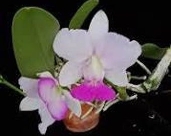 Cattleya Walkeriana Semi-Alba Live Orchid (4" Pot)