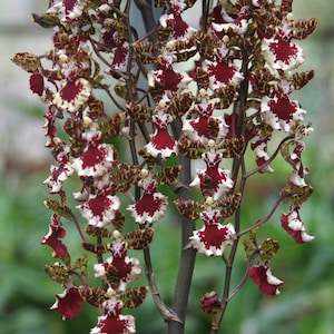 BIG Odontocidium Everglades Elegance 'Nancy Lee' HCC/AOS Orchid Seedling (2.5"Pot)