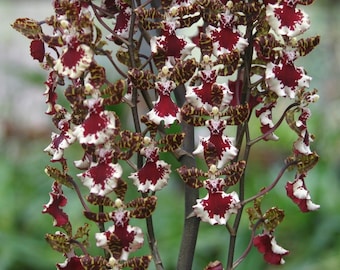 BIG Odontocidium Everglades Elegance 'Nancy Lee' HCC/AOS Orchid Seedling (2.5"Pot)